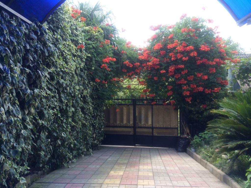 Гостевой Дом У Левы Otel Gagra Dış mekan fotoğraf